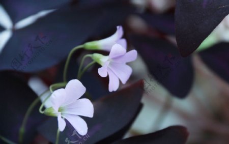紫叶酢浆草1图片