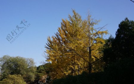 香山秋天黄叶图片