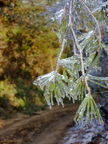 冰冻下的树图片