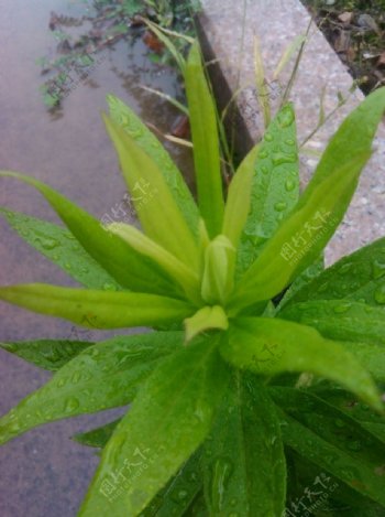 雨水中的绿色植物图片