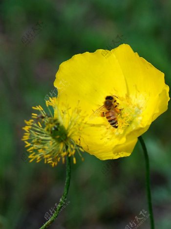 野大烟花和蜜蜂图片