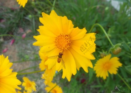 野菊花花儿蜜蜂图片