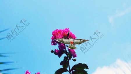 蓝天鲜花蜜蜂与风筝图片