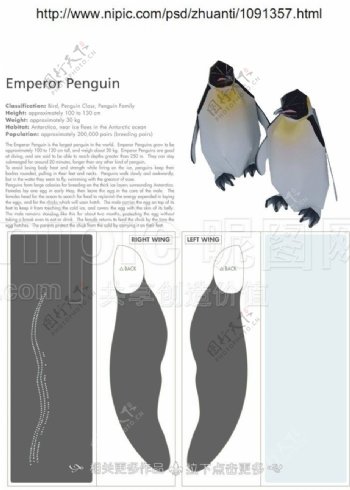 企鹅纸模图片