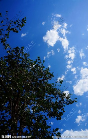 蓝天白云柿子树图片
