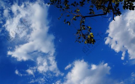 蓝天白云树影图片