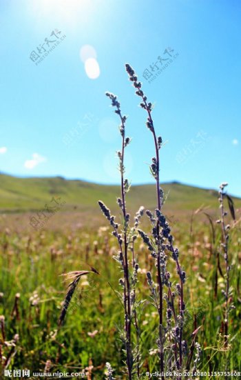 高原上的小草花图片