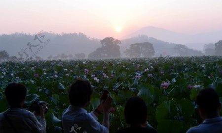 赏莲花的人们图片