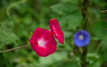 牵牛花红牵牛花红图片