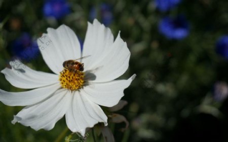 格桑花上的蜜蜂图片
