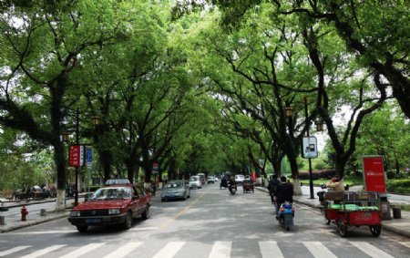 桂林的街道绿树成荫图片