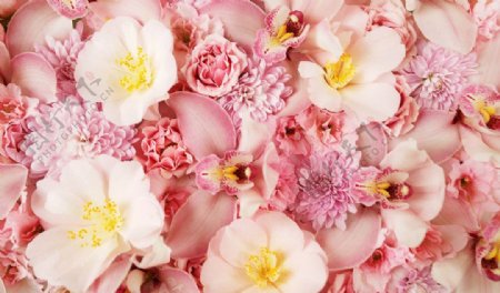 粉红花卉写真图片