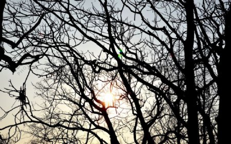树和阳光图片