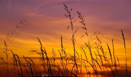 夕阳野草图片