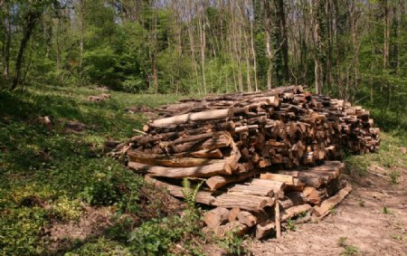 法国树林木头图片