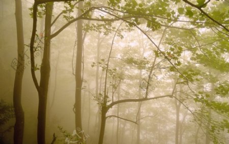 雾霭中的树林图片