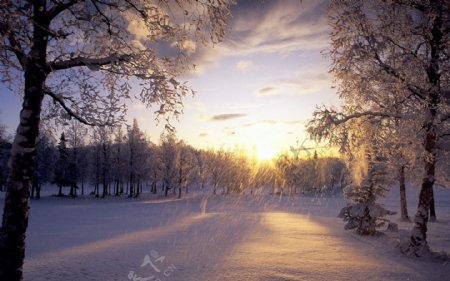 冬日里的阳光图片