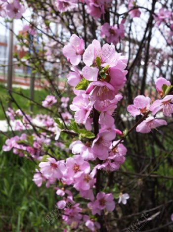 校园的榆叶梅花图片