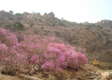 杜鹃花图片