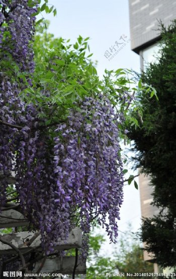 紫槐图片