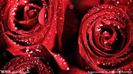 玫瑰花浪漫温馨情图片