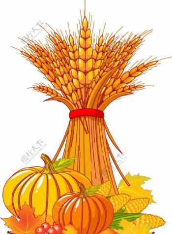 秋天背景南瓜玉米麦穗小麦枫叶图片