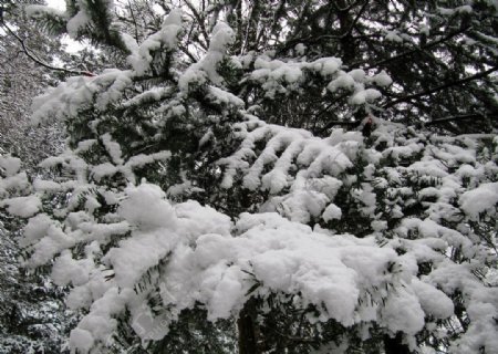 松树雪山图片