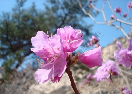 杜鹃花图片