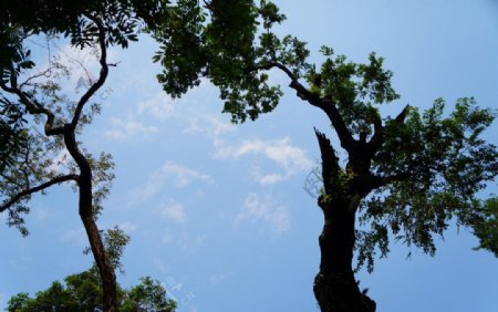 天空树木图片