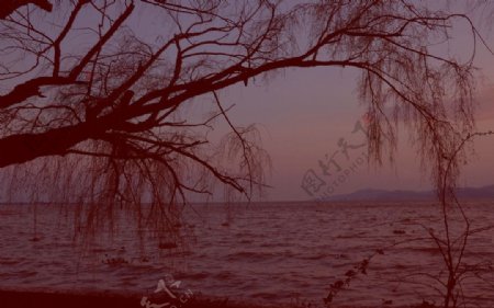滇池夜色图片