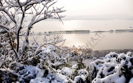 雪中西湖图片