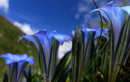 西藏花朵图片