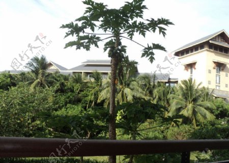 三亚特色的椰林和万豪酒店图片