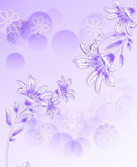 亲紫百合图片