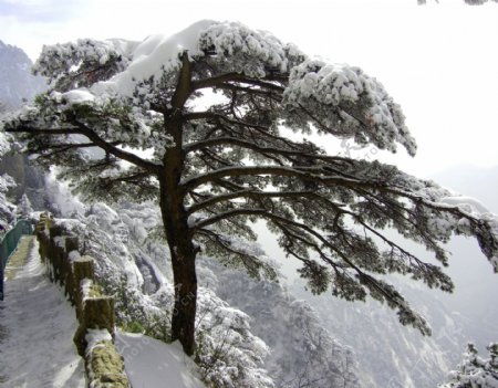 雪景图片