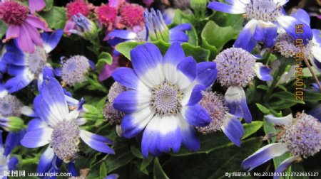 花朵蓝花图片