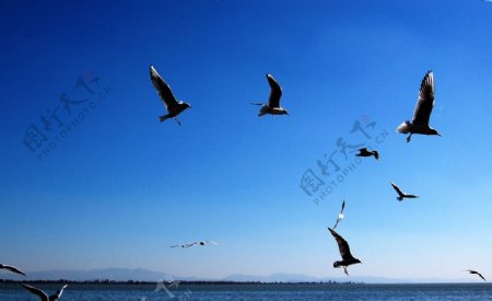 海阔天空海鸥大海图片