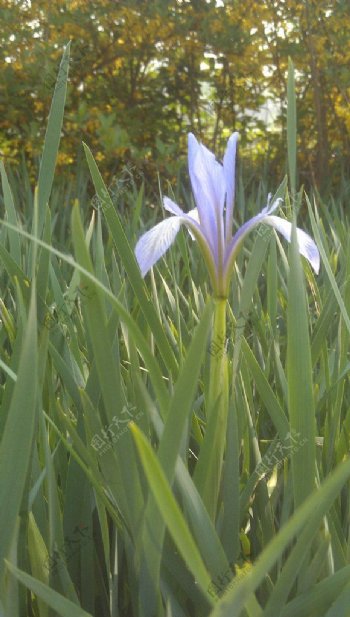 春天摄影紫花图片