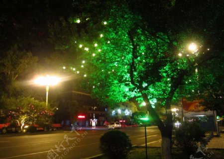 吉林大路绿树图片
