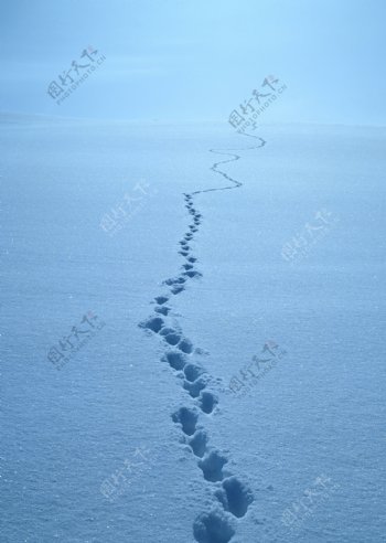 雪路脚印图片