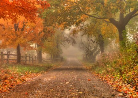 紅葉霧道图片