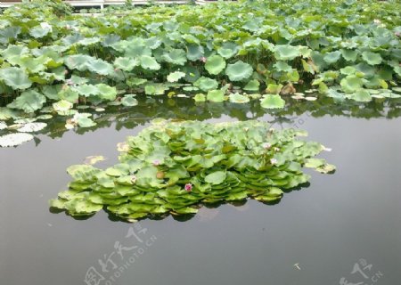 高淳荷花图片