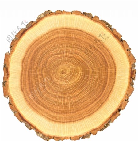 木纹横截面树桩图片