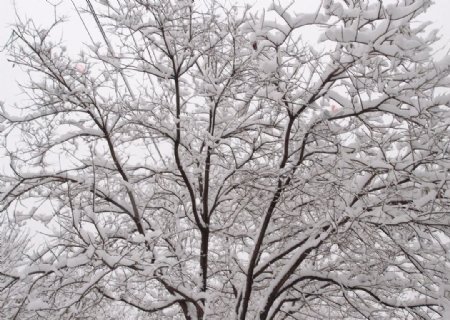 雪树图片