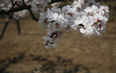 杏花摄影图片