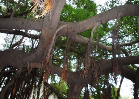 树根树技图片