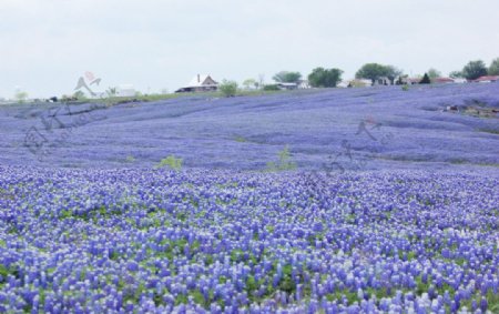 美国德州州花蓝帽花图片