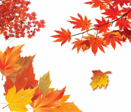 秋季素材枫叶图片