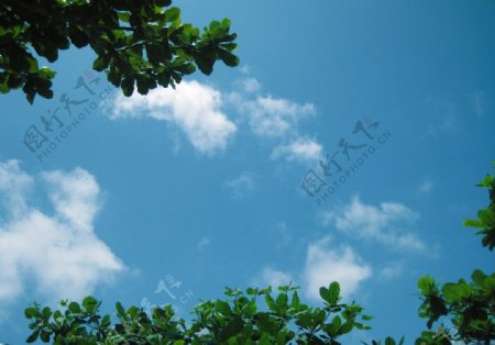 天空与树叶图片