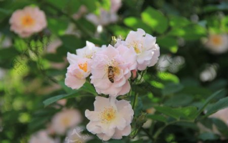 蜜蜂和蔷薇图片
